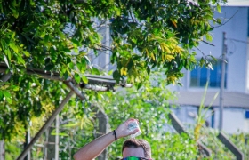 Desafio Nuts 2023